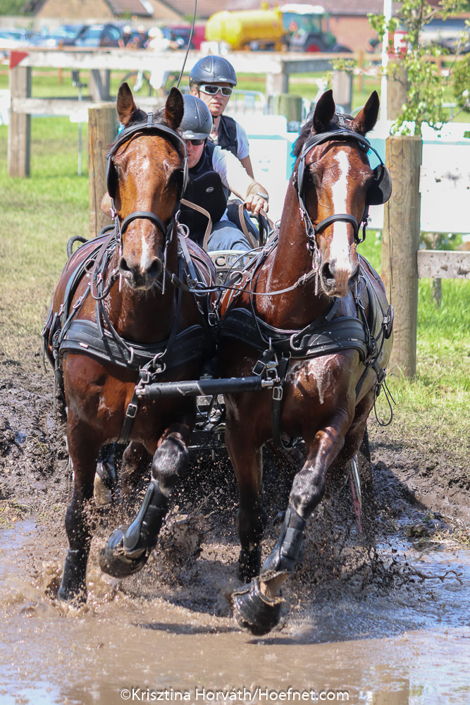 Dutch Harness Horses to be featured in Valkenswaard - DVI - Driving  Valkenswaard International