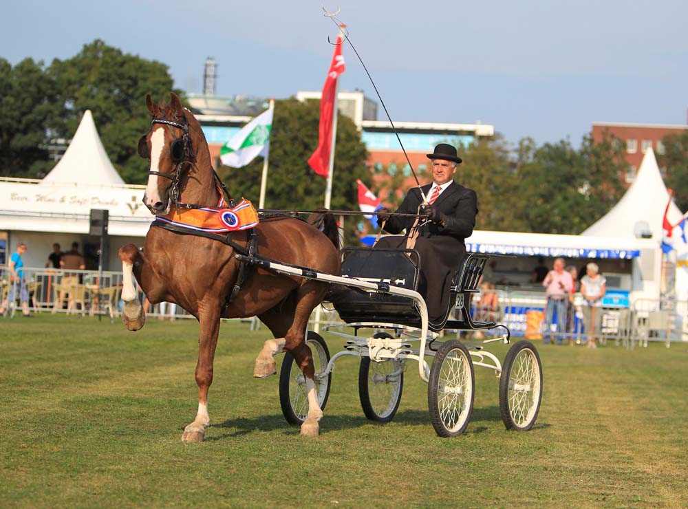 The outstanding tandem harness exhibit at Van der Wiel Harnessmakers, 2012  