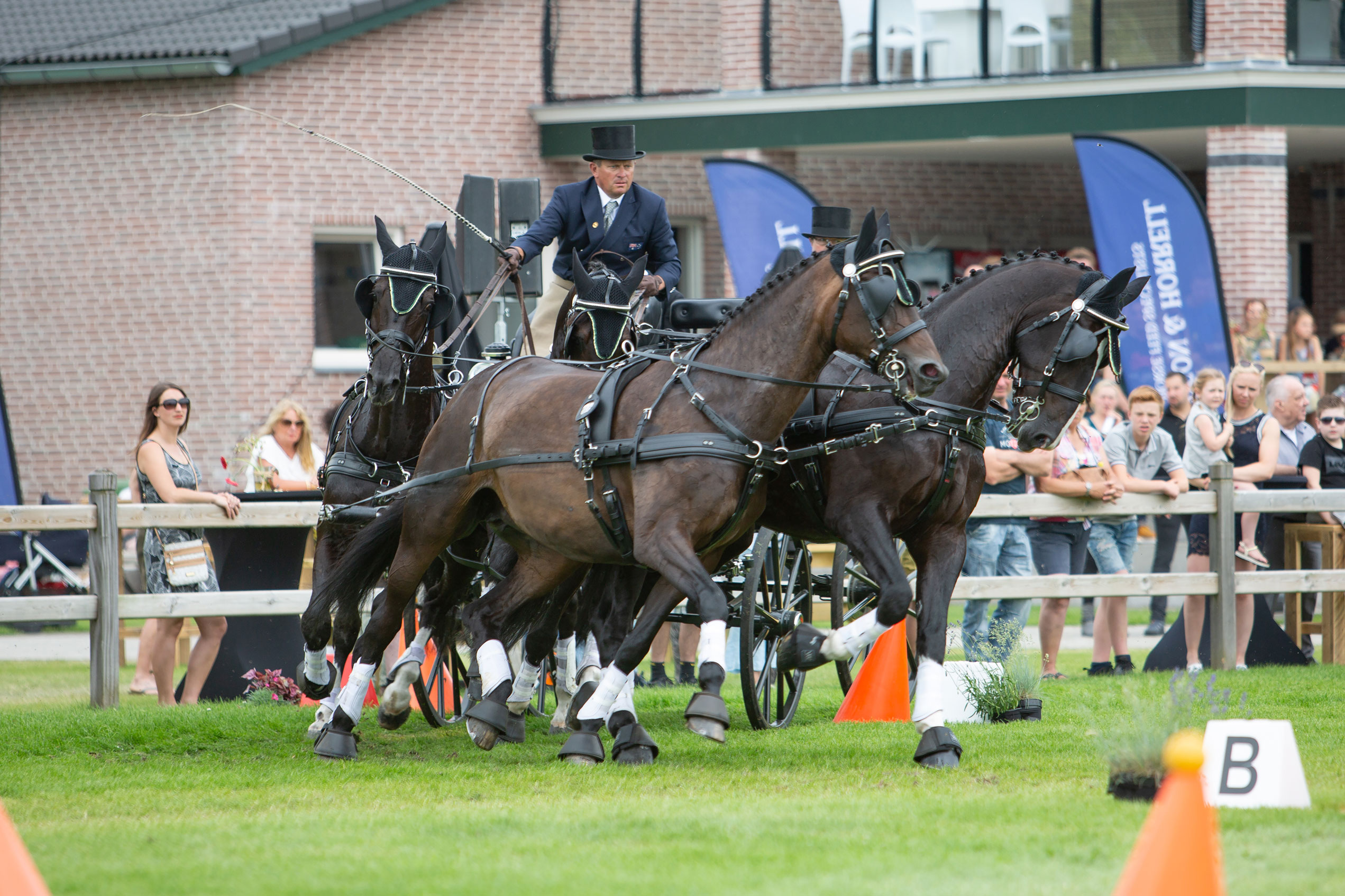 Dutch Harness Horses to be featured in Valkenswaard - DVI - Driving  Valkenswaard International