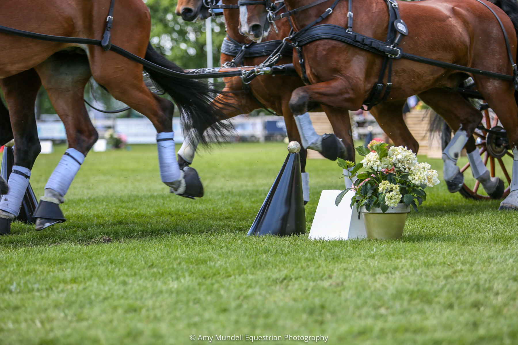 Dutch Harness Horses to be featured in Valkenswaard - DVI - Driving  Valkenswaard International