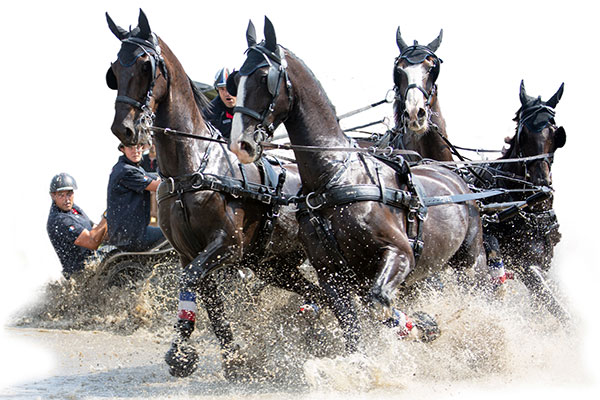 Dutch Harness Horses to be featured in Valkenswaard - DVI - Driving  Valkenswaard International