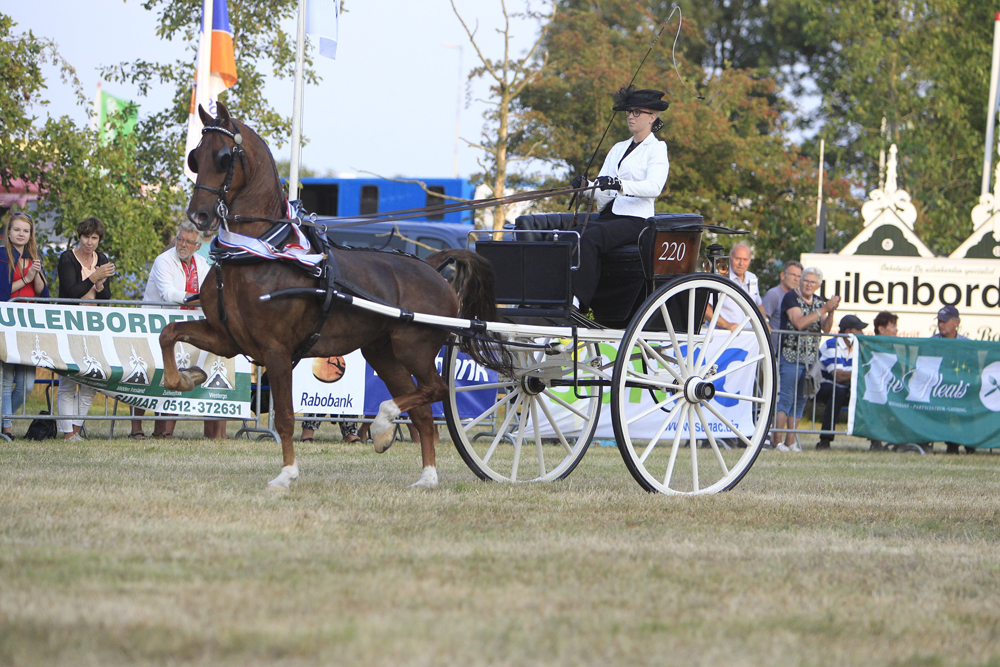 Dutch Harness Horses to be featured in Valkenswaard - DVI - Driving  Valkenswaard International