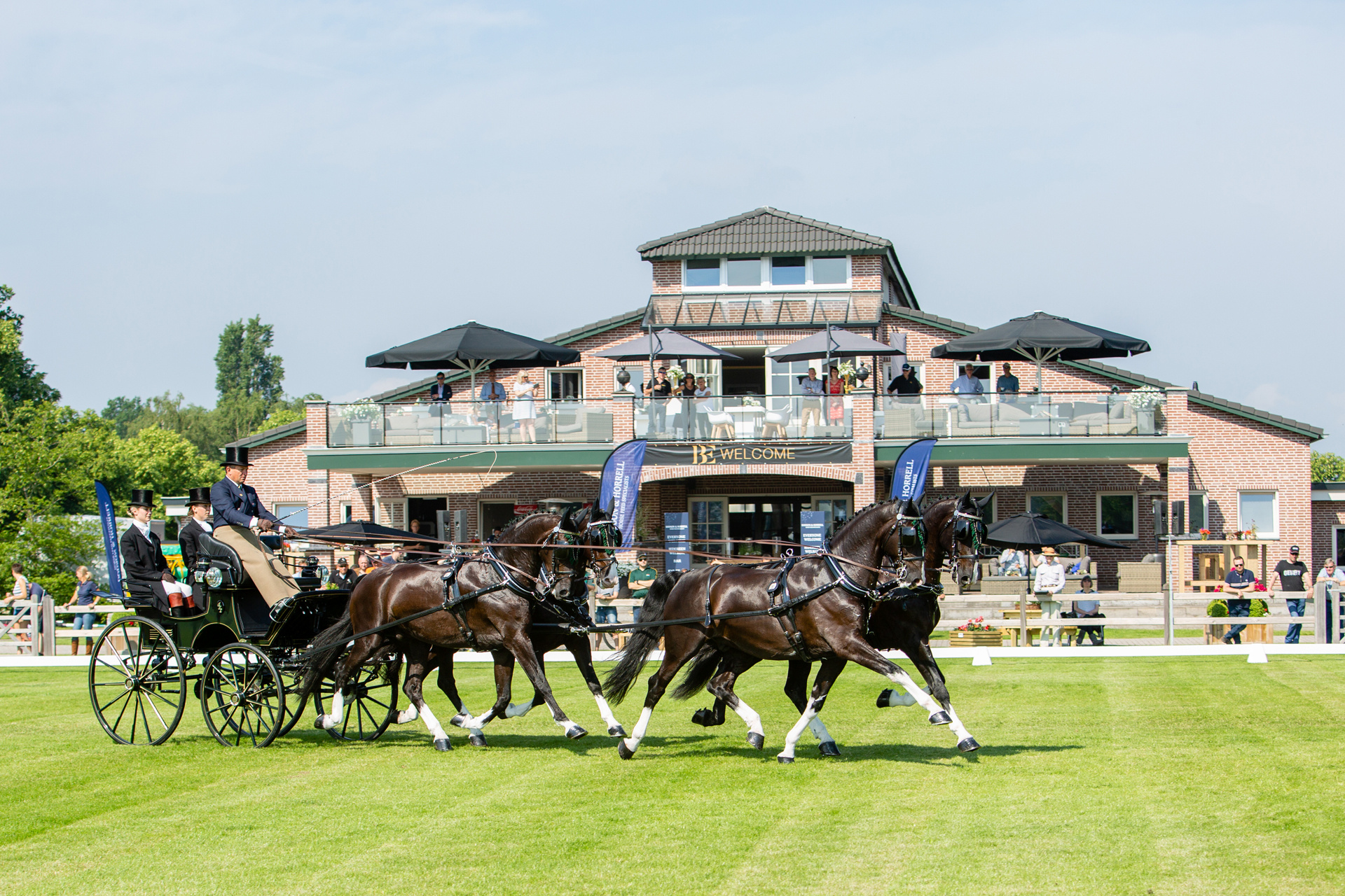 Dutch Harness Horses to be featured in Valkenswaard - DVI - Driving  Valkenswaard International