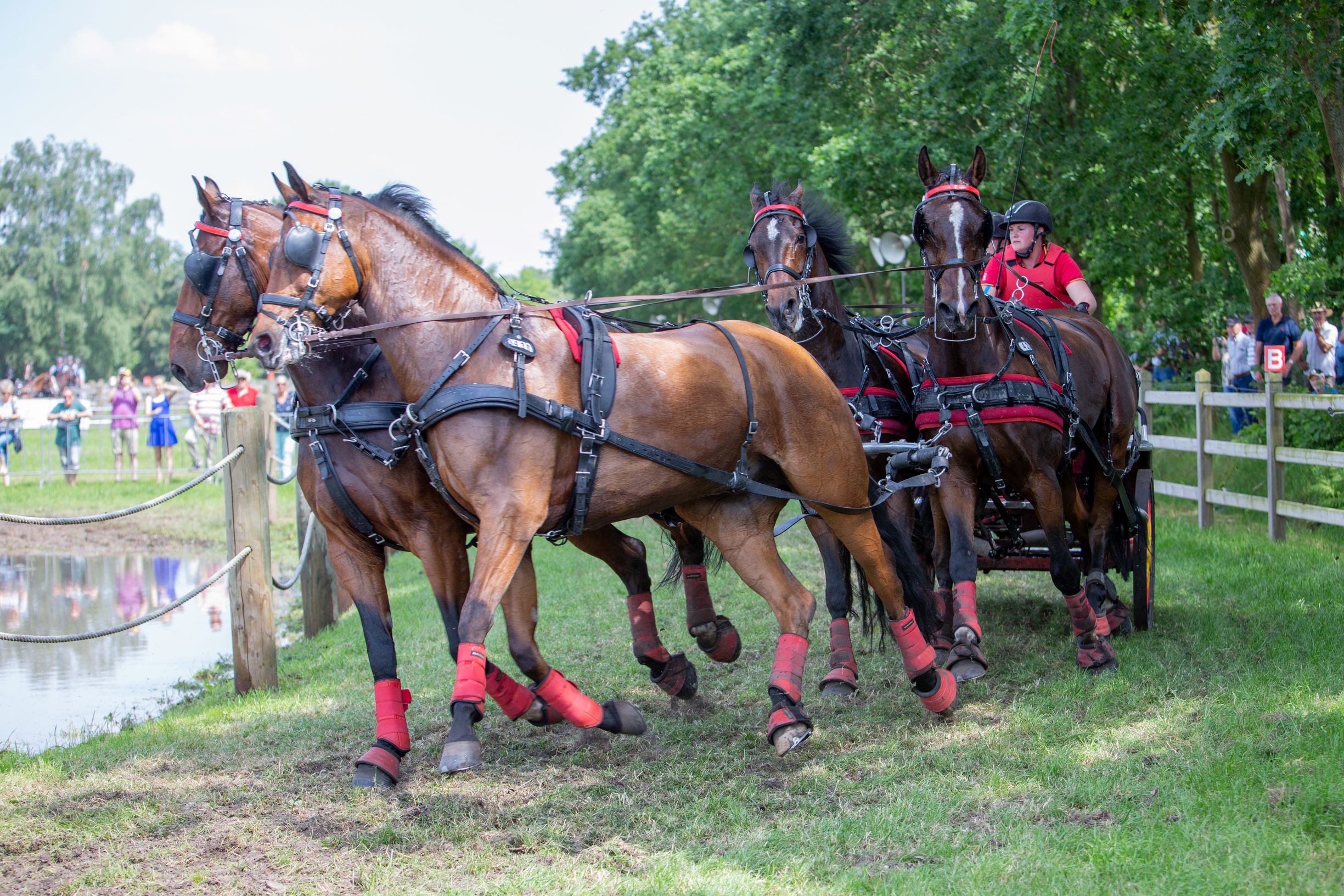 Dutch Harness Horses to be featured in Valkenswaard - DVI - Driving  Valkenswaard International